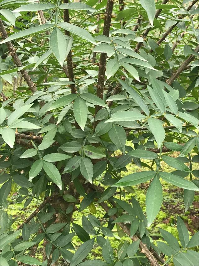 青花椒怎麼做的,青花椒怎麼製作(你知道你吃的花椒生產過程嗎)