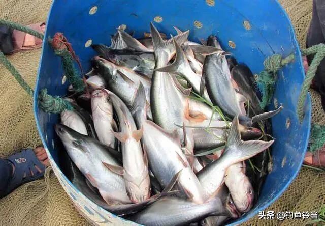 龙利鱼产地是什么地方，龙利鱼产地中国哪里（如何钓经济价值高的巴沙鱼）