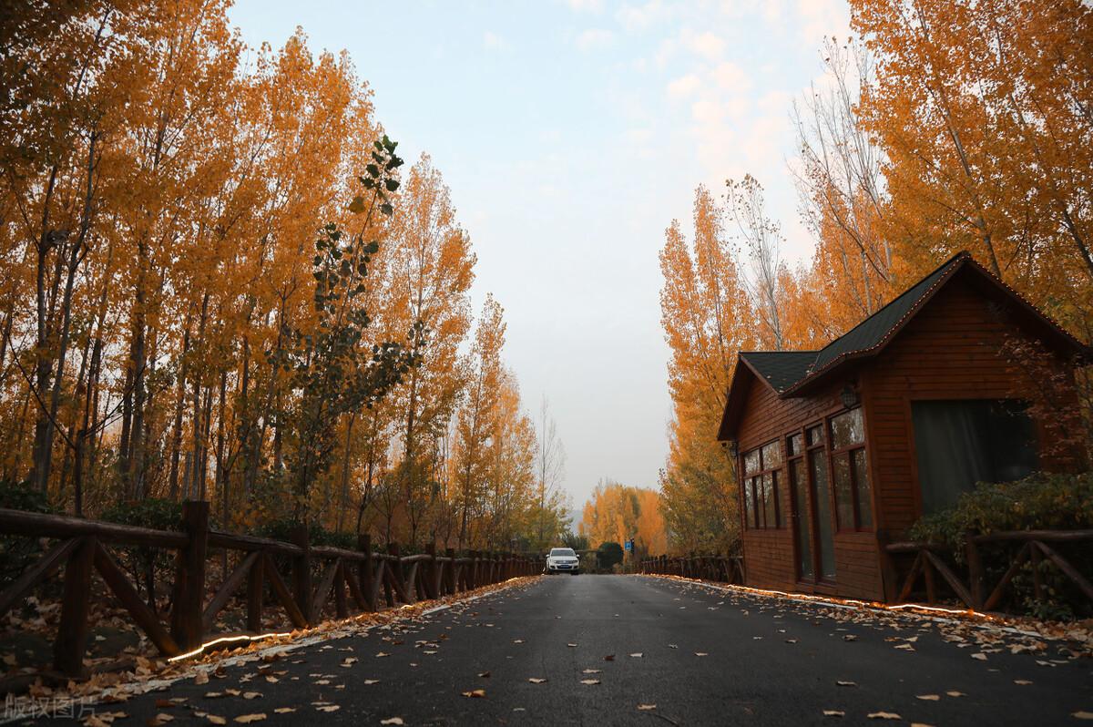 凤凰男是什么意思，嫁人不嫁凤凰男是什么意思（刘若英教你识别“凤凰男”）