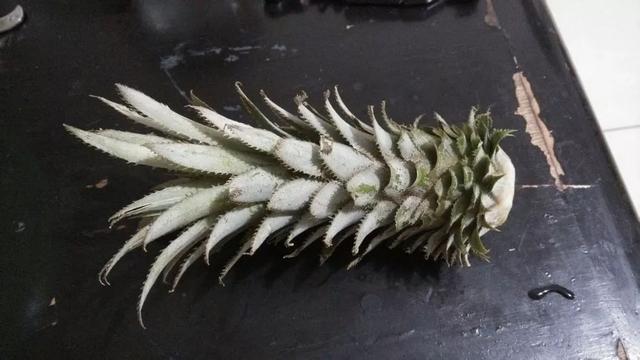 霸王花是火龙果的花吗，昙花、霸王花、火龙果花和令箭荷花的区别（奶奶把一根枝插土里）