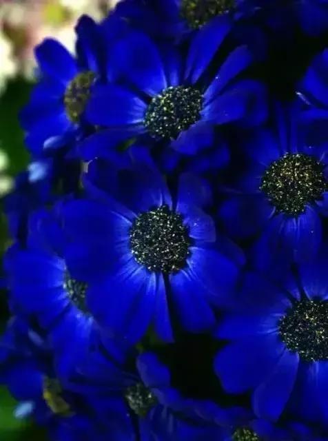 蓝色的菊花