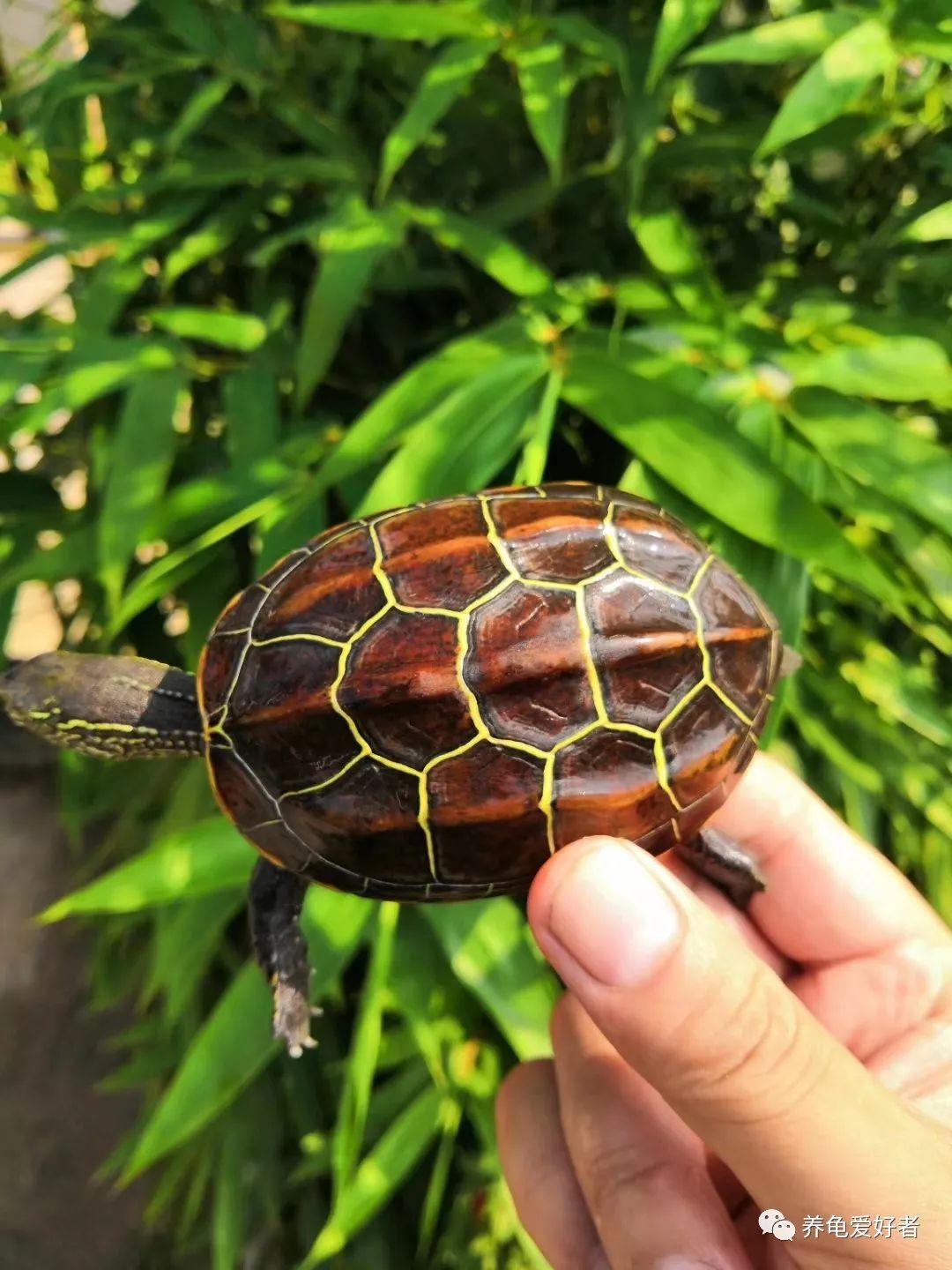 什么乌龟最好养(养草龟真恶心)