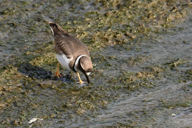 水鸡是什么，水鸡是什么车（西方秧鸡、叽咋柳莺......）
