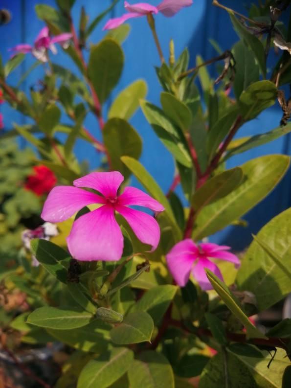 四季开花的植物，四季开花的6种植物（5种四季开花的植物）