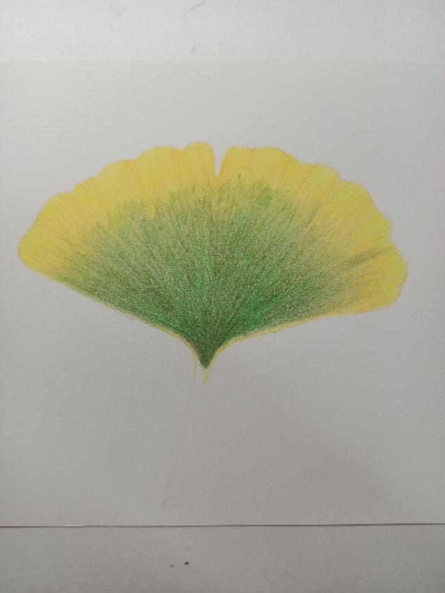 怎么画银杏树，怎么画银杏树叶视频（彩铅画/简简单单一片银杏叶）