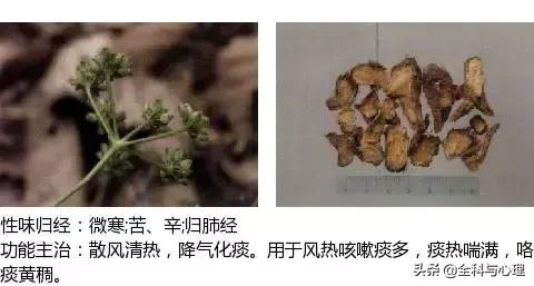 鸡肠风的功效与作用，史上最全中草药图谱