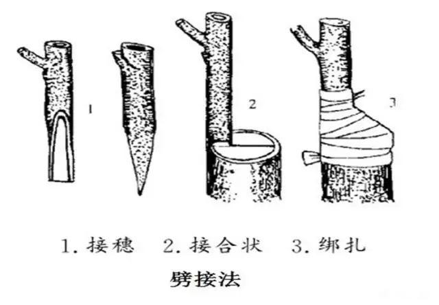 主要的嫁接方法，嫁接的组成是什么（枣树嫁接技术一目了然）