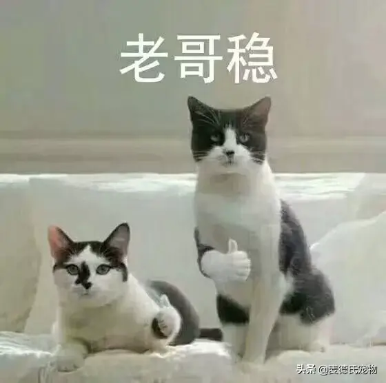 猫咪起什么名字最好听母猫，中国铲屎官绝对把气质
