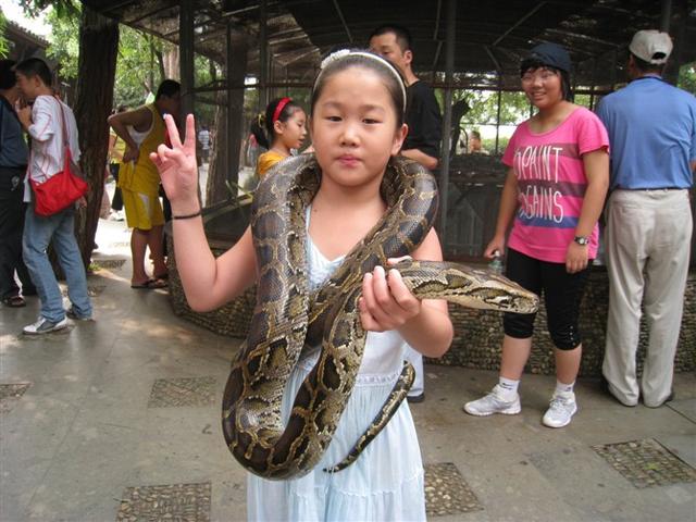 遇到死蛇有什么预兆，梦见死蛇是什么预兆（更别滥捕滥食野生动物）