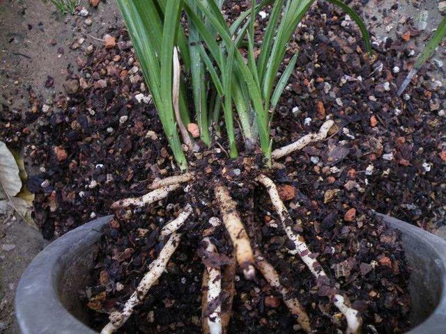 兰花有什么特点，兰花的特征和特点（养兰必须要了解的六点兰花生长习性）