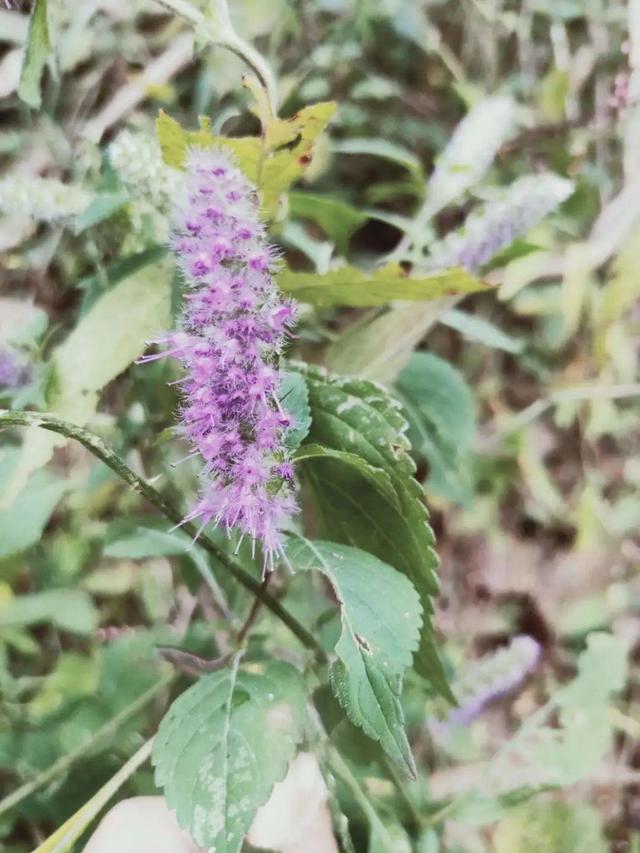 春天的花有什么，春天的花有几种分别是什么（40种小野花）