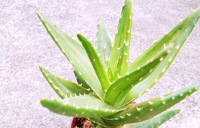 观音莲的花语，观音菩萨与莲花的寓意（守护你的小幸福）