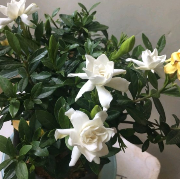 水培郁金香，买花也要看季节（水培郁金香种球怎么种植）