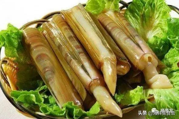 北极贝是什么生物，北极贝是什么生物类群（自然界坚不可摧的生物大家族）