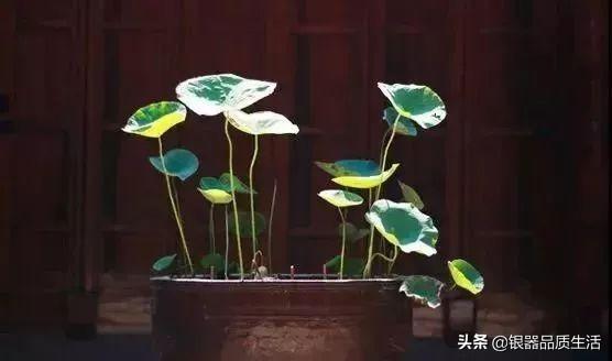 为什么古代院子里放口缸，从皇宫到民间全信它