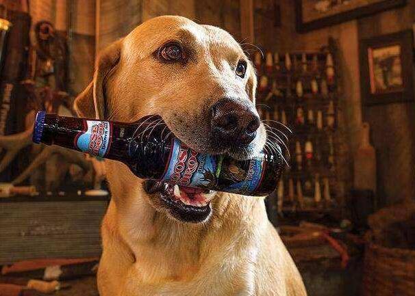 狗狗可以喝可乐吗，狗可以喝可乐么（狗狗饮食“黑名单”）