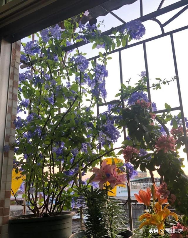 蓝雪花几月份开花，蓝雪花是几月开花（阳台开成“花园”）