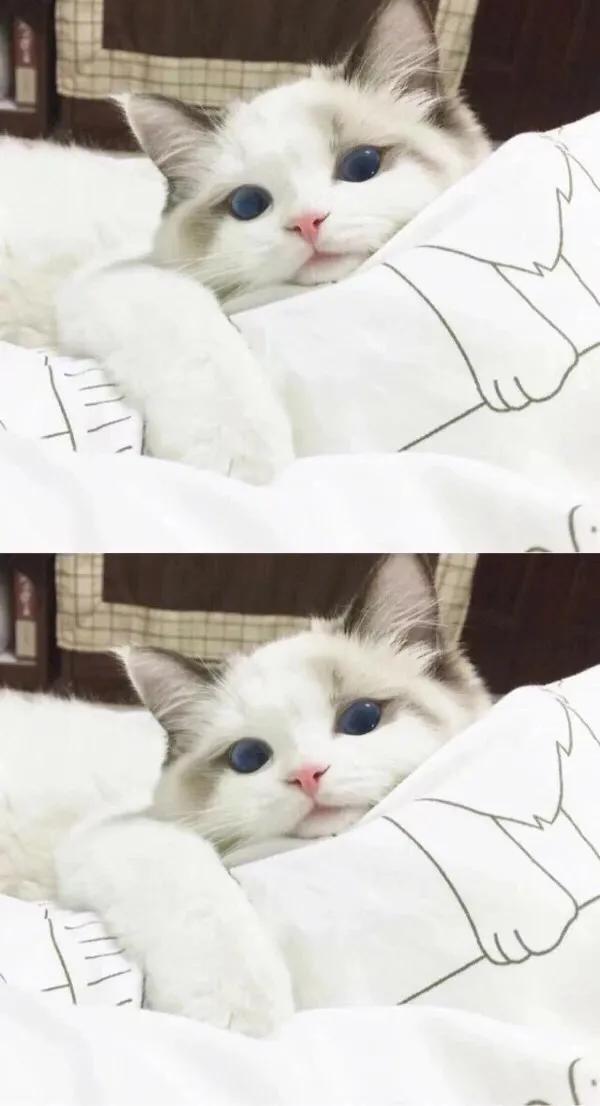 猫猫图片，我喜欢的样子你都有（宠物猫品种大全及图片）