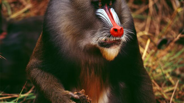 山魁和山魈的区别，山魈和山魁是一样的吗（而是现实版的“美猴王”）