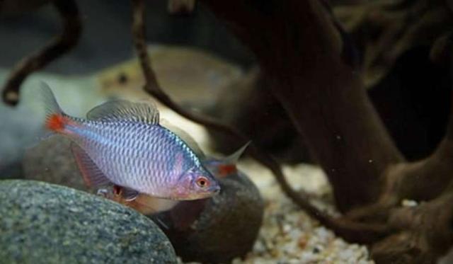 新鱼入缸多久喂食，新鱼入缸有几天危险期（为什么入缸后还不能立刻投喂）