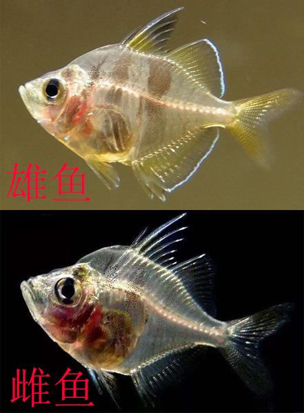 金波子怎么分公母，金波子鱼怎么区分公母（九种常见热带鱼性别区分方法）