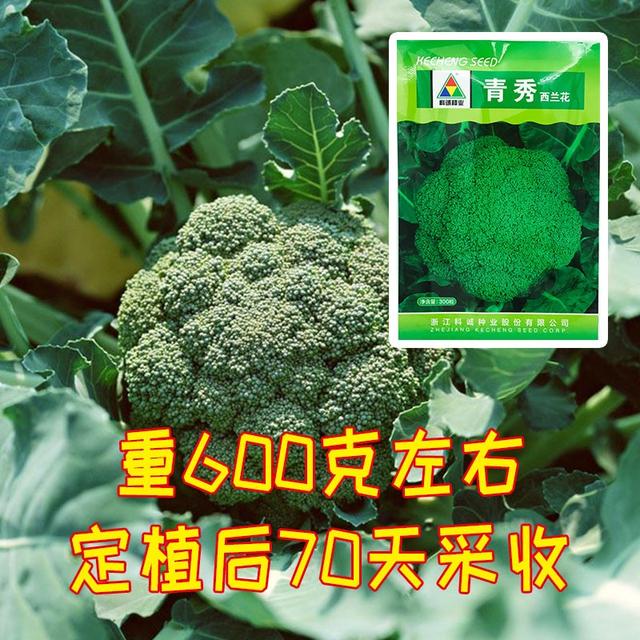 菜花种子品种大全，盘点花菜品种有哪些（农户种花菜选什么品种好）