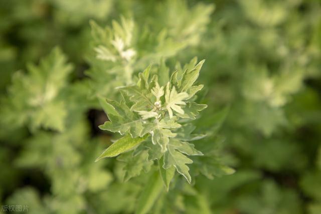 中国哪个省蛇最多，中国繁育最美蛇（300万条蛇出没民居）