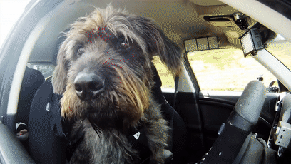 我的世界狗怎么驯服，网友教自家狗子玩《我的世界》