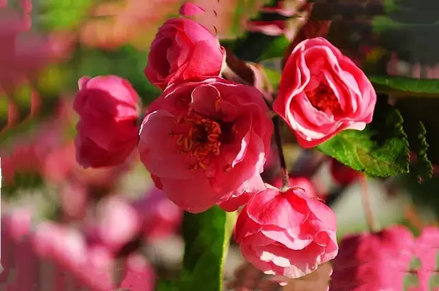 白兰地海棠的养殖方法，白兰地海棠～一种让人惊艳的海棠花