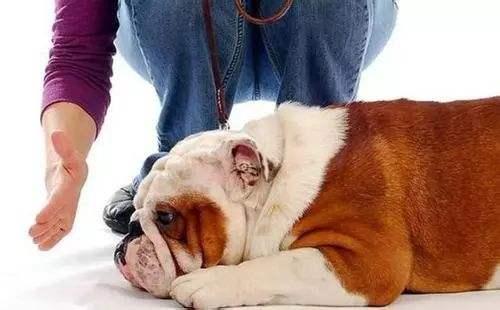 打狗狗会记仇吗，打了狗狗后狗狗会记仇吗（如果你家狗狗有这5种特性）