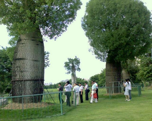 巨型猪笼草的简介，巨型猪笼草的简介和特点（世界上即神秘有神奇的植物）