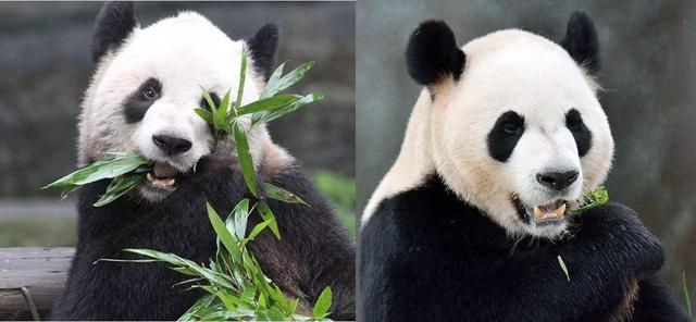 海狸是哪个国家的国宝，海狸是哪个国家的国宝的寿命（在加拿大寻找身价过亿美元的动物）