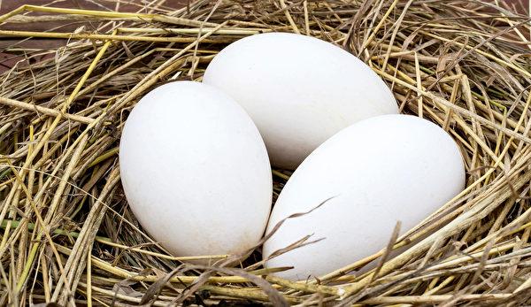 鹅血怎么做好吃，鹅肉怎么炖好吃（鹅有良好的药用功效）