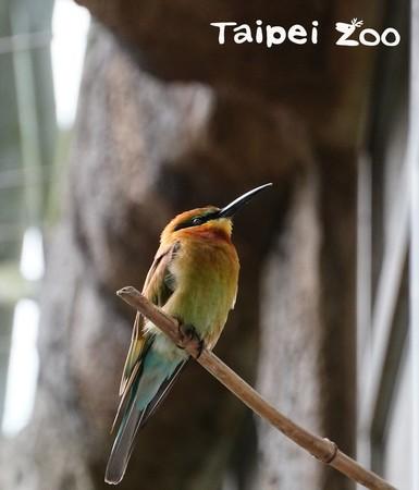 动物是怎样过冬的，小动物怎样过冬（树獭会吊在高处睡觉）