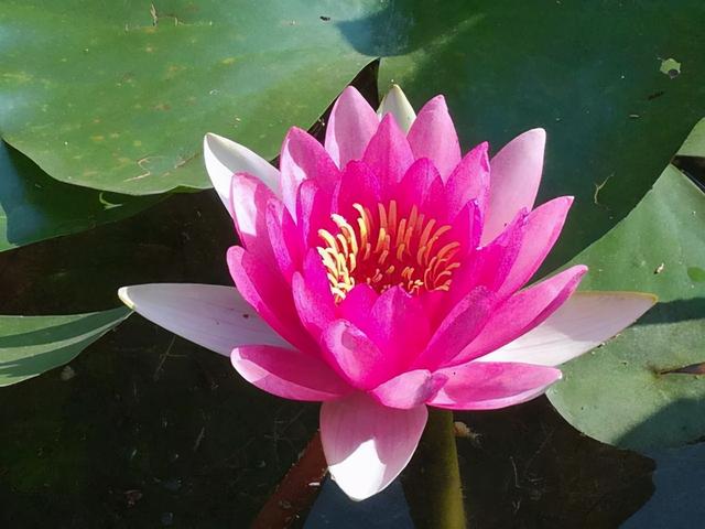 荷花怎么种植方法 荷花如何种植，荷花怎么种植方法（清水就能“出芙蓉”）