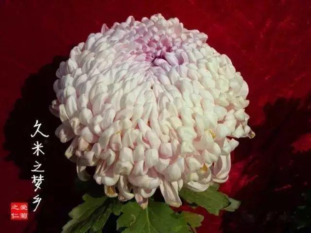 世界最美菊花80种太美了，金秋十月赏菊花——世界最美菊花80种送给您