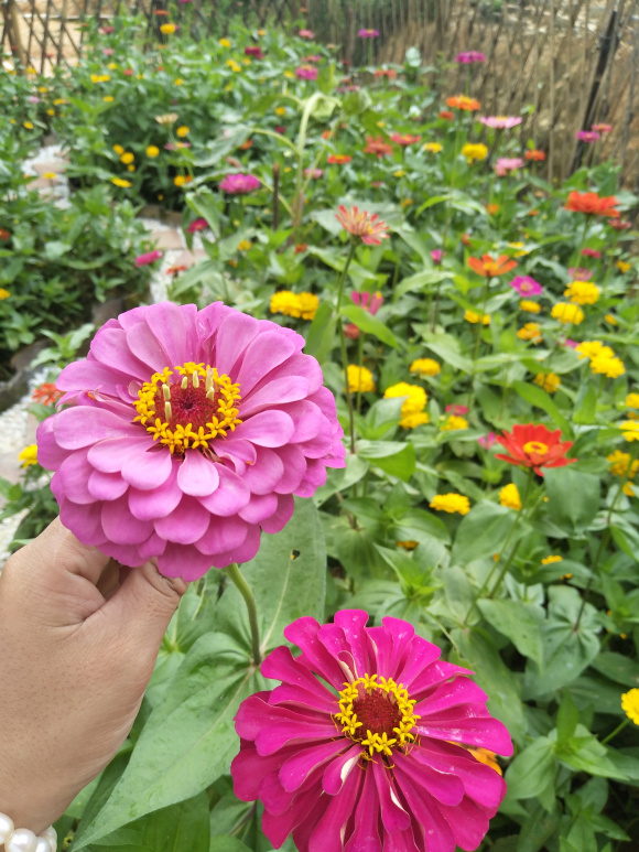 这5种花夏天太能开，一不小心就开爆（夏天满院子疯长开花）