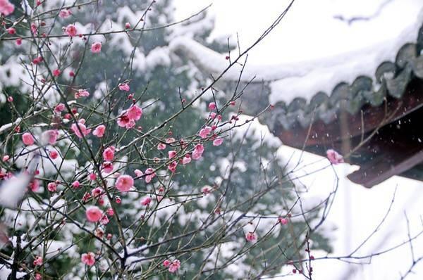 雪梅二首的意思，但他写的这两首诗你一定要记得