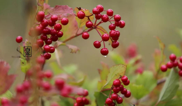 百岁无忧.，微信头像，百岁无忧.（十五首白露诗词）