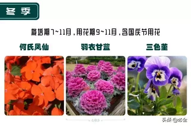 非洲茉莉，这些知识你是否具备（非洲茉莉花图片）
