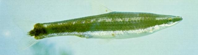 淡水观赏鱼种类，淡水观赏鱼的种类大全！（中国淡水观赏鱼图集<一>）