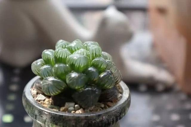 丸叶松绿怎么养，丸叶松绿的叶子可用来繁殖吗（养多肉，记名字，预防老年痴呆）