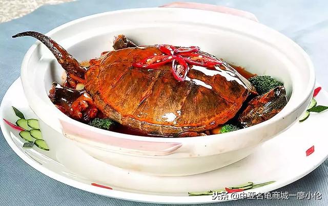 佛鳄与北美鳄龟区别在哪里，中国养龟发展史02