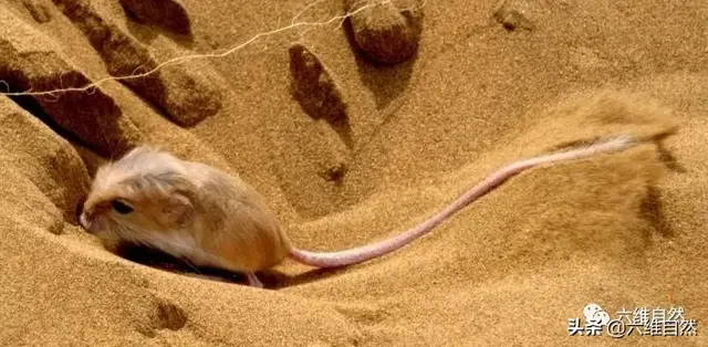 沙漠里的跳鼠为什么善跑善跳，沙漠长耳跳鼠（具有强大跳跃能力的鼠类）