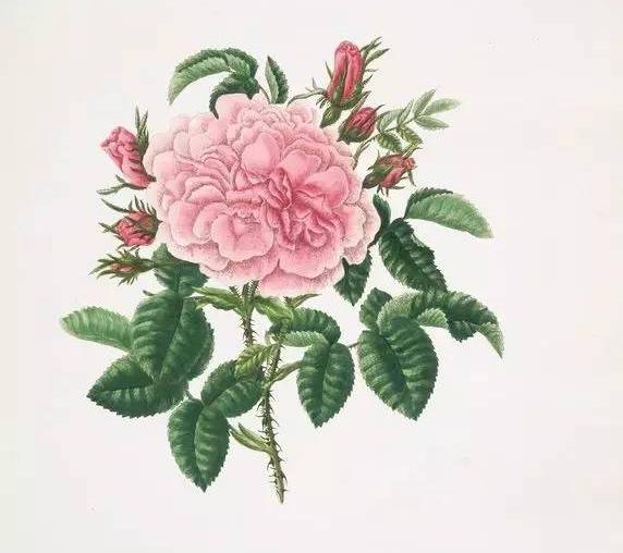 玫瑰花怎么保存，玫瑰花怎么保存时间长（掌握这几点知识要点）