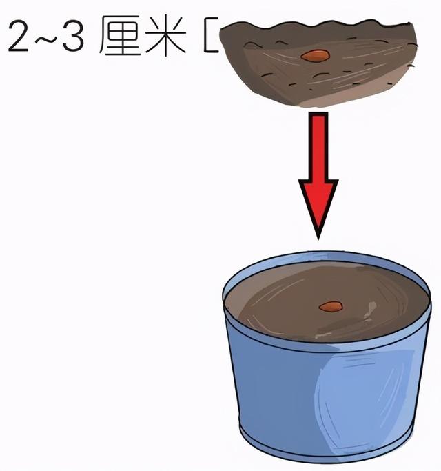 三色堇什么时候开花，三色堇在什么季节开花（这样栽培三色堇才能“情深色浓意绵长”）