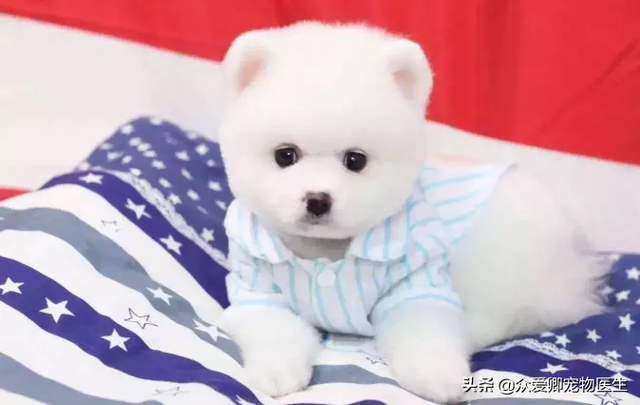 什么叫肉食犬，食肉犬有哪些（从生理学的角度给你介绍宠物狗）