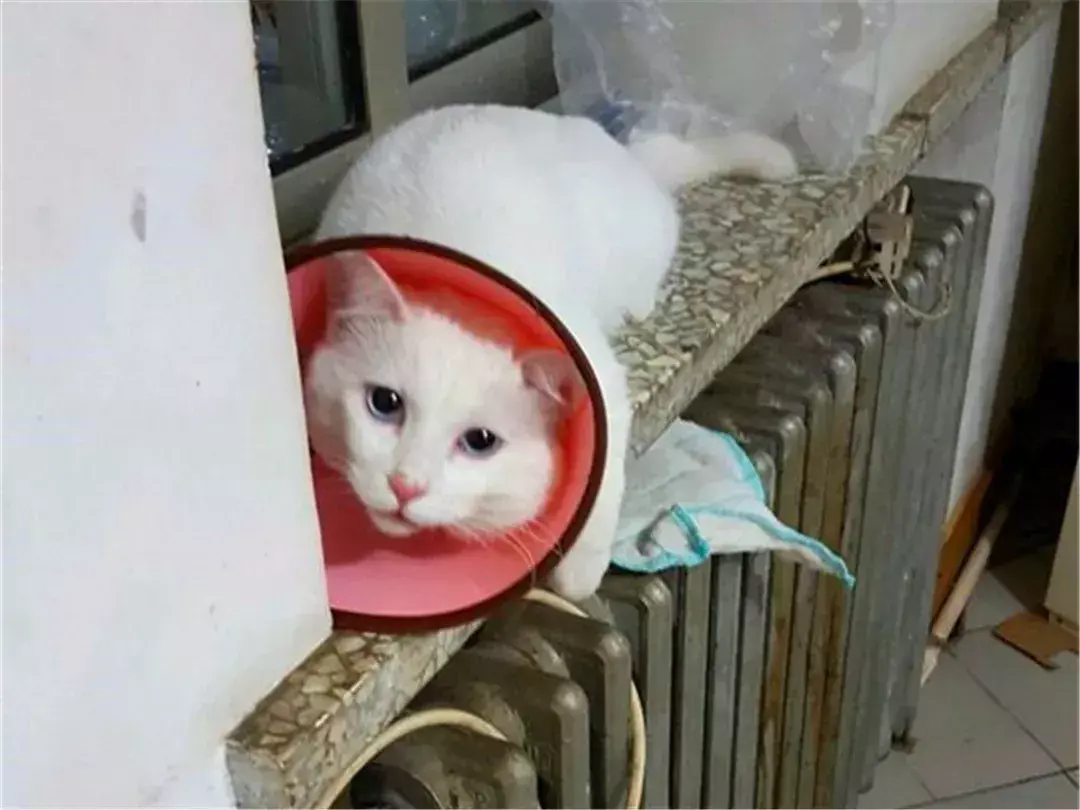 猫绝育后注意事项，猫咪绝育之后需要注意哪些（猫咪绝育后状态不佳）