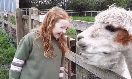 羊驼为什么吐口水，羊驼吐口水说明什么（“吐口水”是在传递信息）