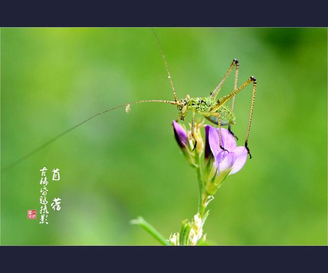 苜蓿读音是什么，苜蓿读音（张骞从西域引进的宝物之一——苜蓿）